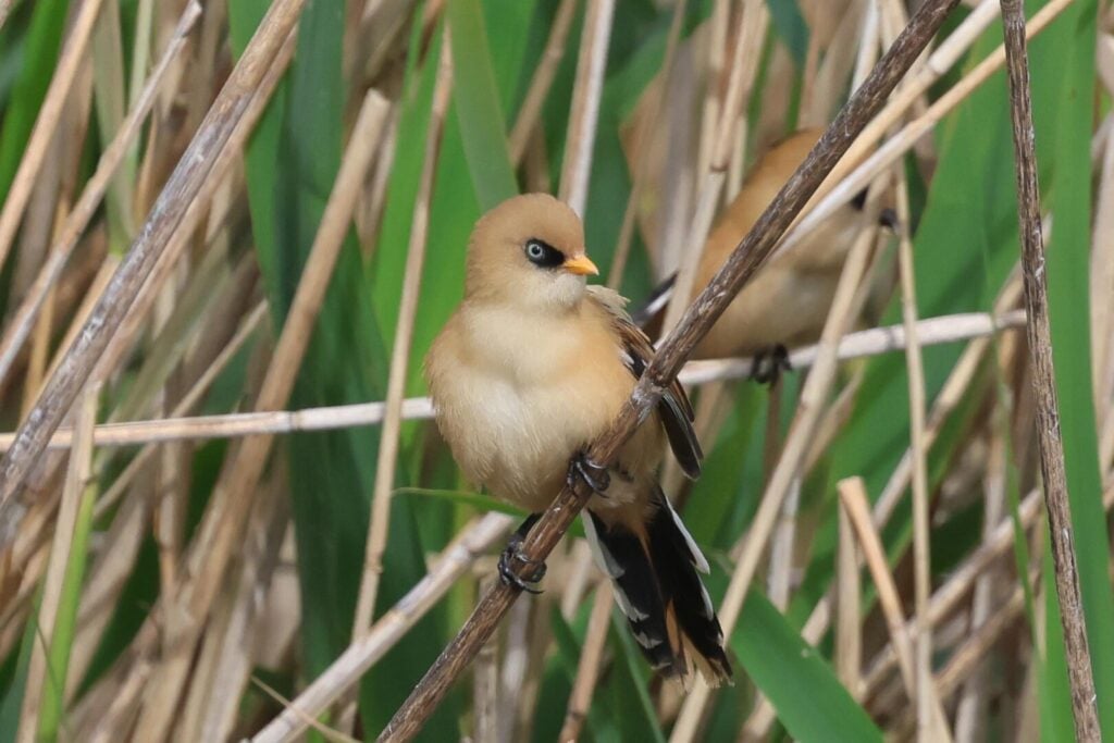 Bearded Tit
