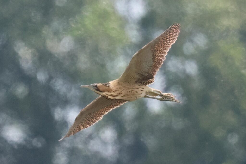 Bittern